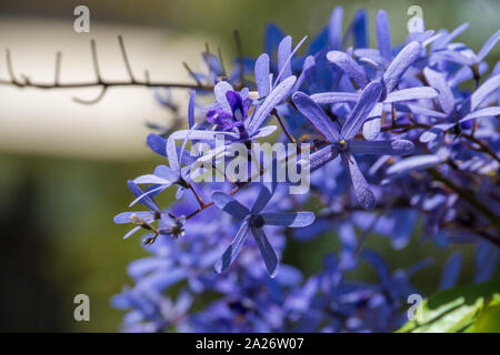 Flowers on a vine, A burst of Purple Petrea or fake wisteria in full bloom in Spring Stock Photo