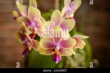 Colorful orchid with bokeh background Stock Photo