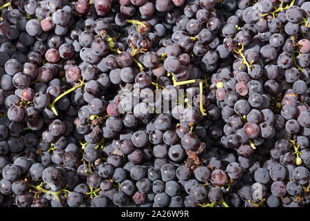 Fresh red grapes background. Grapevine backdrop Stock Photo