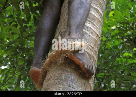 Man climbing up a coconut palm Tree fetching a coconut, Cocos nucifera, detailed close-up of feet, Spice farm, Zanzibar, Unguja Island, Tanzania. Stock Photo