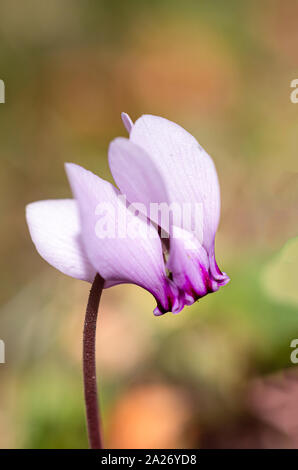 The wild cyclamen, or Cyclamen europaeum, also called 'amulet', of the Primulaceae family, which flowers in the shade of the embankments and at the ed Stock Photo