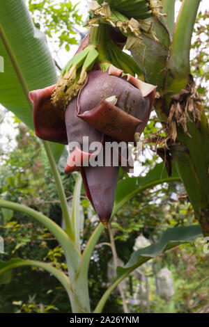 Wild banana latin name Musa acuminata showing the large inflorescence or flower head. It is also the worlds largest herbaceous flowering plant Stock Photo