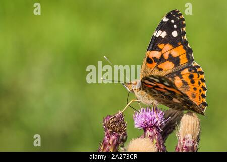 Close up image of colorful painted lady butterfly sitting on purple thistle growing in a meadow on a summer day. Blurry green background.