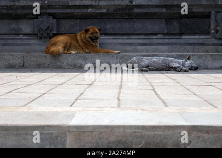 Two cute stray dogs lying on the street, the grey one is sleeping and the brown dog is awake Stock Photo