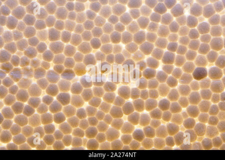 Polystyrene foam slice texture. Abstract background Stock Photo