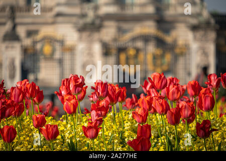 Telephoto shot of flowers in front of Buckingham Palace, London. The base of the Victoria Memorial and Palace are defocused in the background