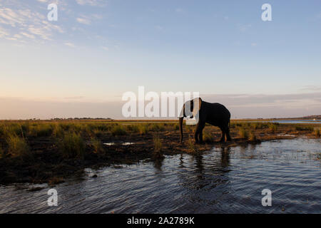 African elephant Loxodonta africana reaches dry land after swimming across the River Chobe in Botswana at dusk Stock Photo