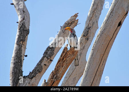 Southern Yellowbilled hornbill perched in dry dead tree, Zimbabwe. Stock Photo