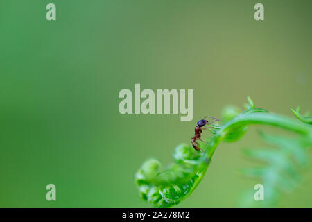 ant climbing on green leaf Stock Photo