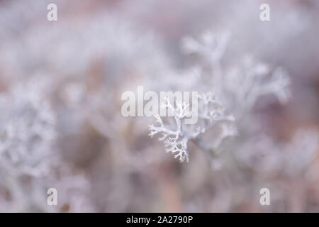 close up off Cladonia rangiferina, also known as reindeer lichen Stock Photo