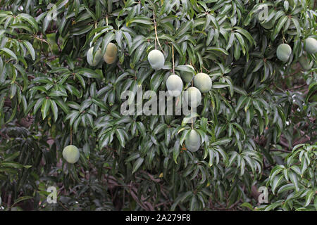 Mango tree with unripe mango fruits hanging on it, Zimbabwe. Stock Photo