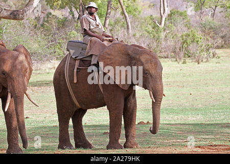 African elephant with game ranger riding a saddle/howdah on its back, Zimbabwe. Stock Photo