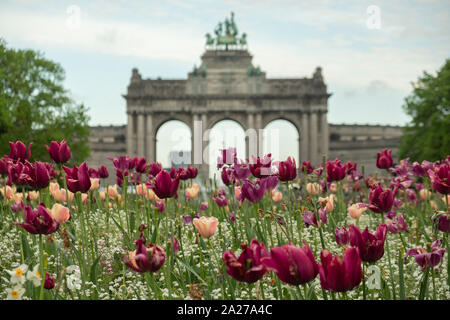 Blooming pretty flowers at Jubilee Park in Brussels. Triumphal Arch on the background Stock Photo