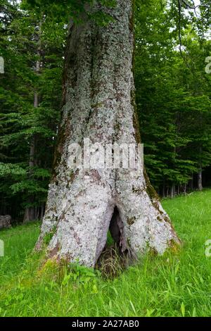 close-up of one large split tree trunk and green forest in the background Stock Photo