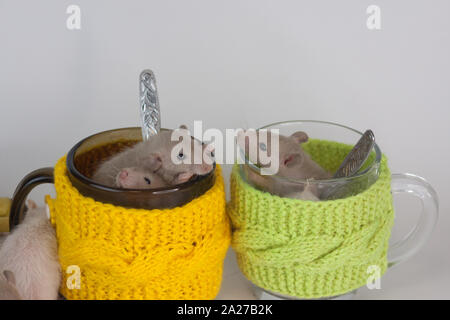 The rat sits in a glass. Mice on the background of colored dishes. Decorative animals close up. Stock Photo