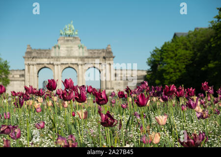 Blooming pretty tulips at Jubilee Park in Brussels. Triumphal Arch on the background Stock Photo