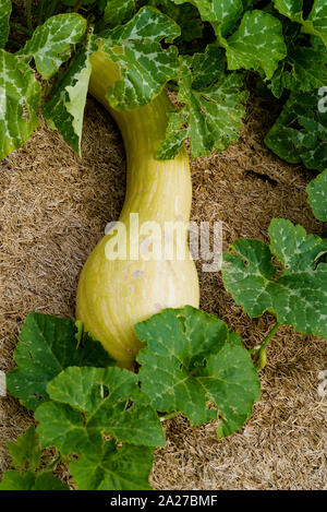 A close up view of large organic pumpkin ripening in a healthy and well-kept vegeetable patch Stock Photo