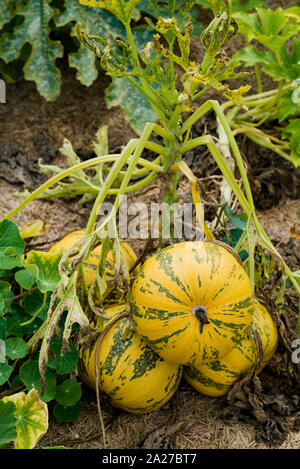 A close up view of large organic pumpkin ripening in a healthy and well-kept vegeetable patch Stock Photo