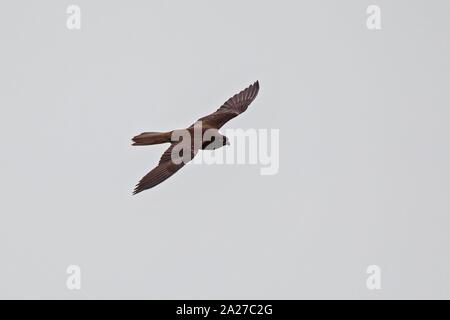 Eleonora's falcon (Falco eleonorae), adult male dark morph flying, Mallorca, Spain | usage worldwide Stock Photo