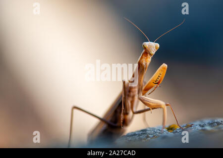 Macro Portrait of European Praying Mantis (Mantis religiosa) Stock Photo