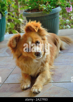Pekingese mixed breed dog Stock Photo