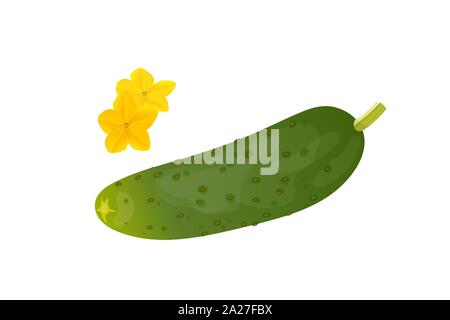 Cucumbers and yellow flower. Vector illustration. Fresh vegetable.. Stock Vector