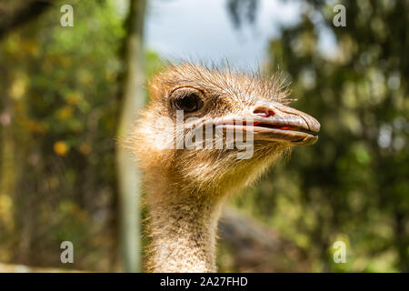 Colour portrait photograph of Ostrich head close-up, taken in Meru county, Kenya. Stock Photo