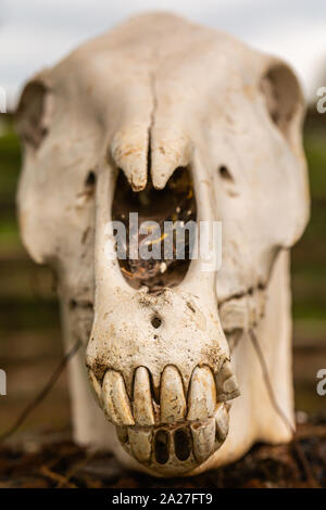 Creative focus colour photograph of single large Zebra skull front-on displayed on tree stump in portrait orientation, taken in Kenya. Stock Photo