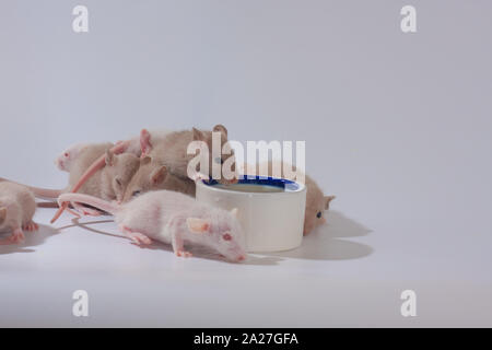 Small mice drink milk from a bowl. Many rats eat from one plate. Decorative rodents closeup. Stock Photo
