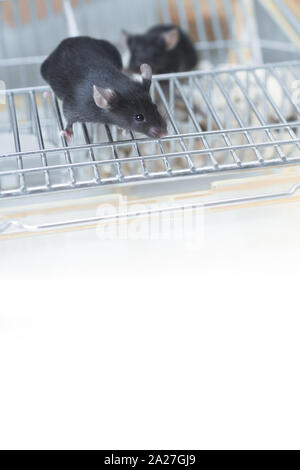 Laboratory mouse cage hi-res stock photography and images - Alamy