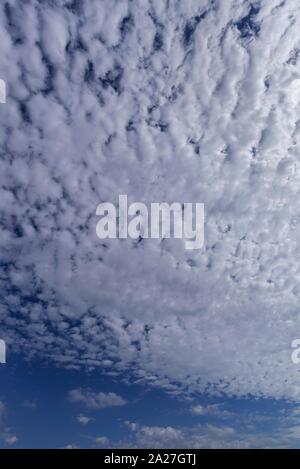 Large Sheep Clouds, Altocumulus, Bavaria, Germany Stock Photo