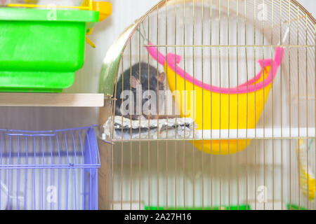 A black rat sits in a cage. Decorative mouse looks like squash bars. Domestic rodents closeup. Stock Photo