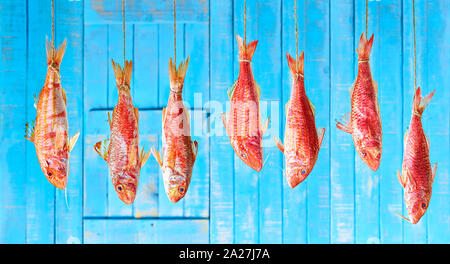 Different Red Mullet species hanging on rope in front of a blue wooden wall. Stock Photo