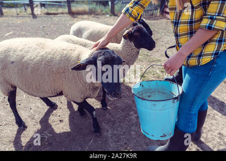 Sheep eating being fed by the farmer Stock Photo