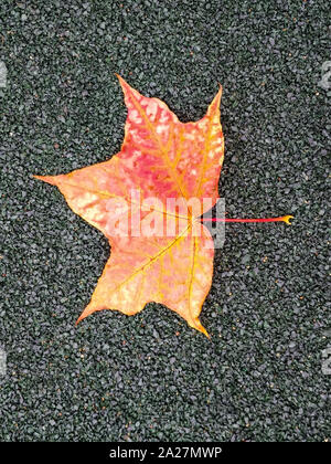 maple leaf fallen on gravel surface in autumn season Stock Photo