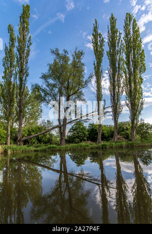 Fallen tree after a storm Stock Photo