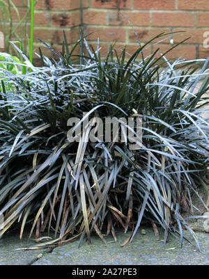 Ophiopogon planiscapus Nigrescens, Black Mondo Grass or Black Lilyturf Stock Photo