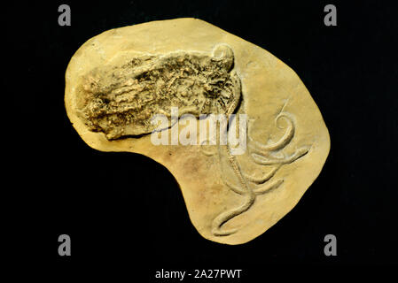 Proteroctopus ribeti Fossil, an Extinct Primitive Octopod or Octopus from the Jurassic Era 160MA found in the Ardeche Region France Stock Photo