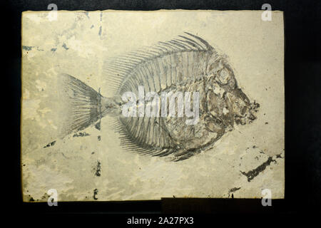 Naseus nuchalis Fossil, an Extinct Fossilized Surgeonfish or Fish Fossil from the Eocene era 40MA discovered in Verona Italy Stock Photo