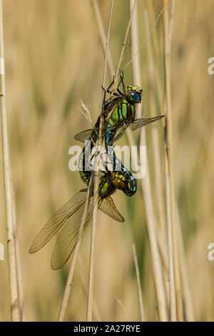 Hairy dragonfly mating Stock Photo