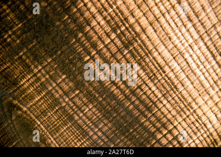 wooden transverse tree texture old one Stock Photo