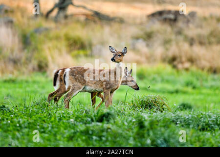 White-tailed deer fawns on the cloverfield pasture. Stock Photo