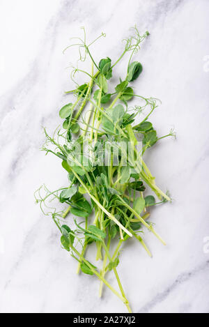 Fresh micro greens peas sprouts Stock Photo
