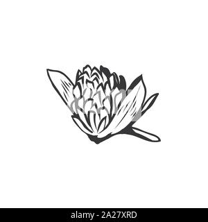 Clover flowers black and white illustration. Blooming honey plant with title Trefoil. Irish shamrock, floral luck symbol with three leaves. Botanical outlines sketch. Postcard design element Stock Vector