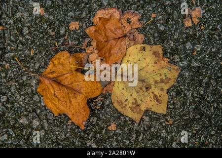 A few colorful autumn leaves that had fallen onto the pavement in early fall Stock Photo