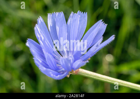 Common chicory (lat. Cichorium intybus) flowers blossoms commonly called blue sailors, chicory, coffee weed, or succory is a herbaceous perennial plan Stock Photo