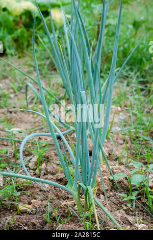 Fresh green spring onions in garden scallion chives shallot field organic  agriculture food herb Stock Photo