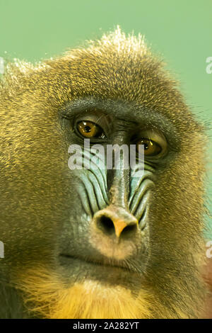 Mandrill posing for a portrait at Paignton Zoo, Devon, UK. Mandrills are found in southern Cameroon, Gabon, Equatorial Guinea, and Congo. Stock Photo