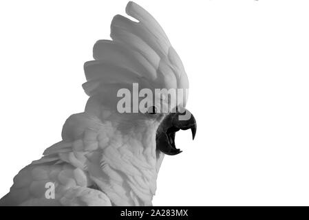Cut out of a White Cockatoo on a white background Stock Photo