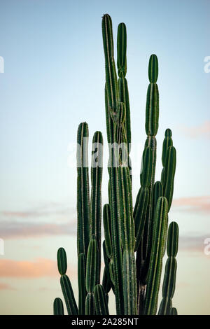 Giant Cactus Against Sunset Sky Outdoors Trinidad And Tobago Nobody Nature Cacti Large Green Tall Natural